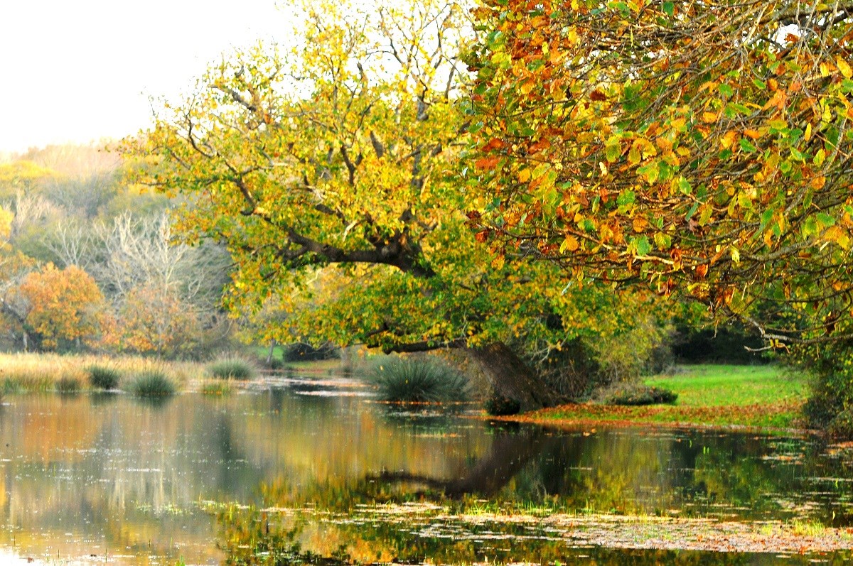 Sarıkum Tabiat Parkı